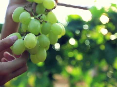 grapes on a vine