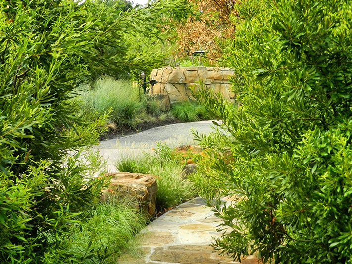 trail through vegetation