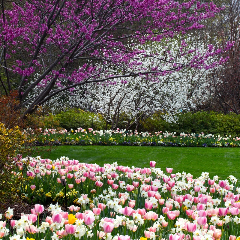 Dallas Blooms Dallas Arboretum and Botanical Garden