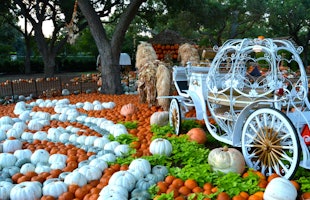 gardens-pumpkins-wide