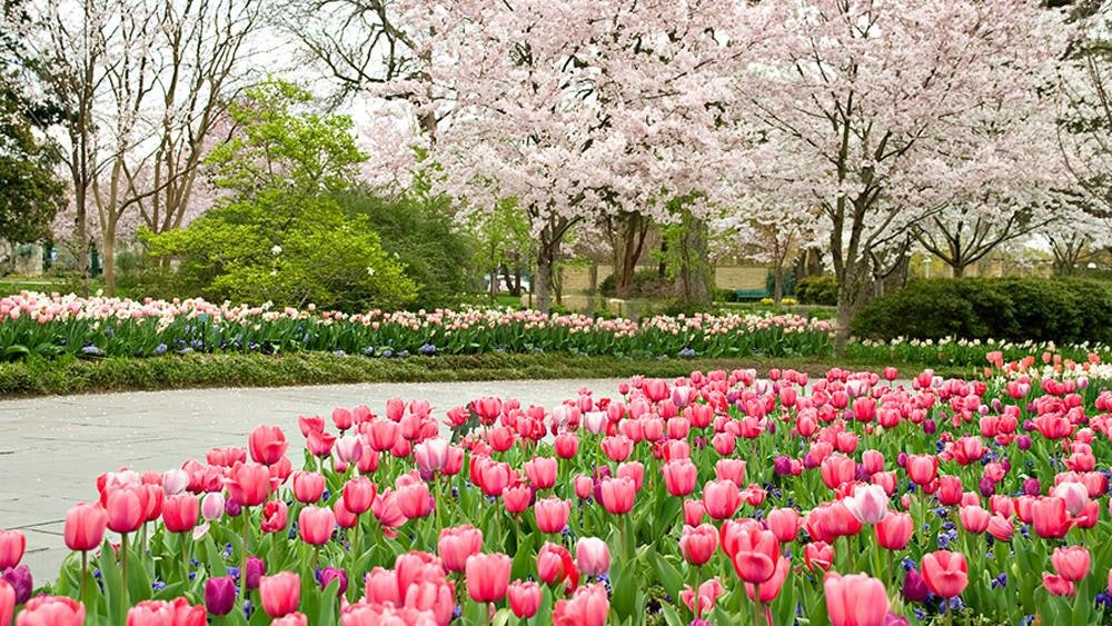 Japanese Cherries and tulips along the Paseo