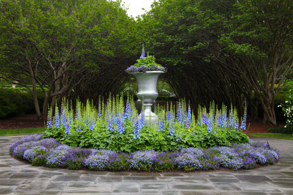 Crape Myrtle Allee Dallas Arboretum and Botanical Garden