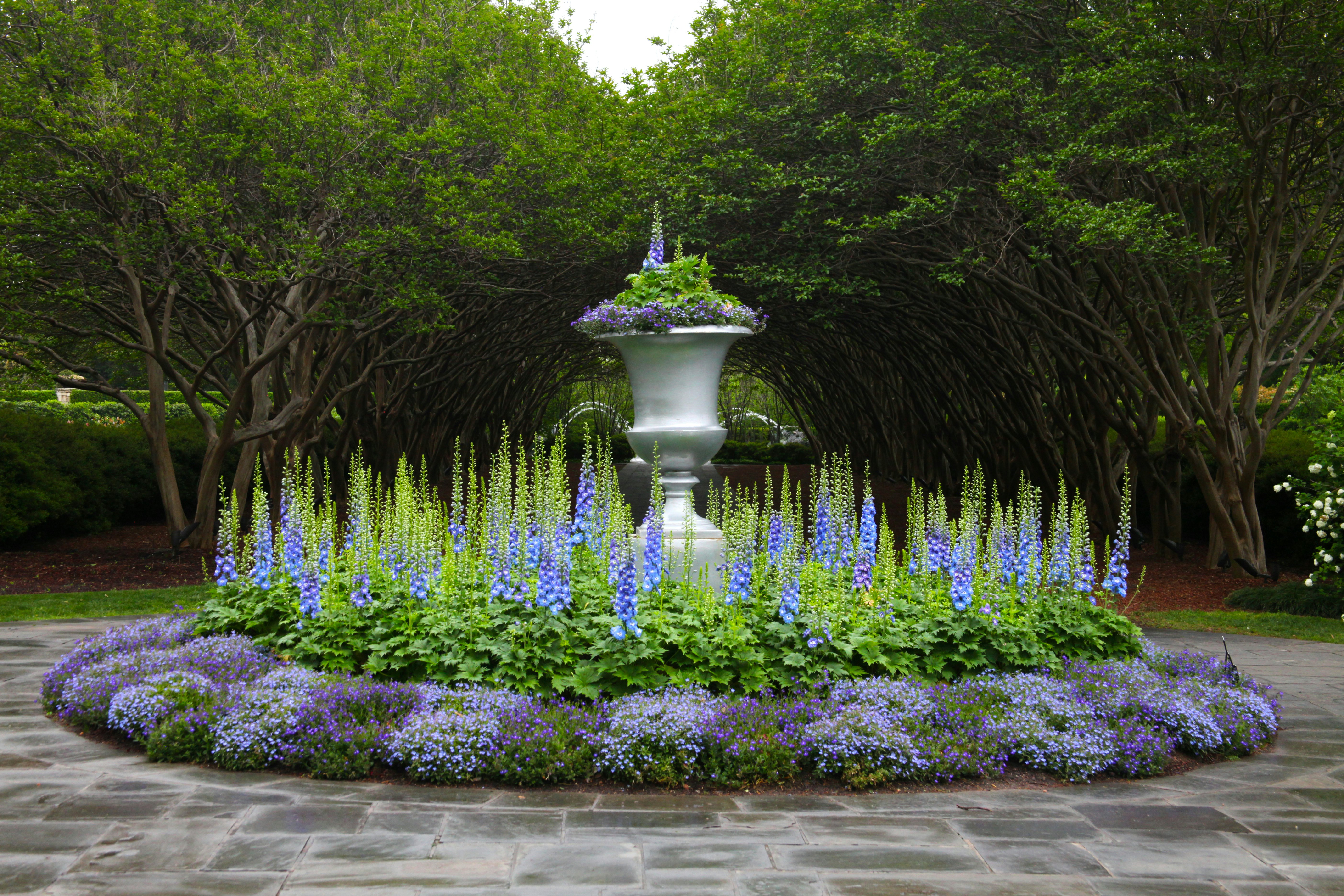 Blooms near Crape Myrtle Allee