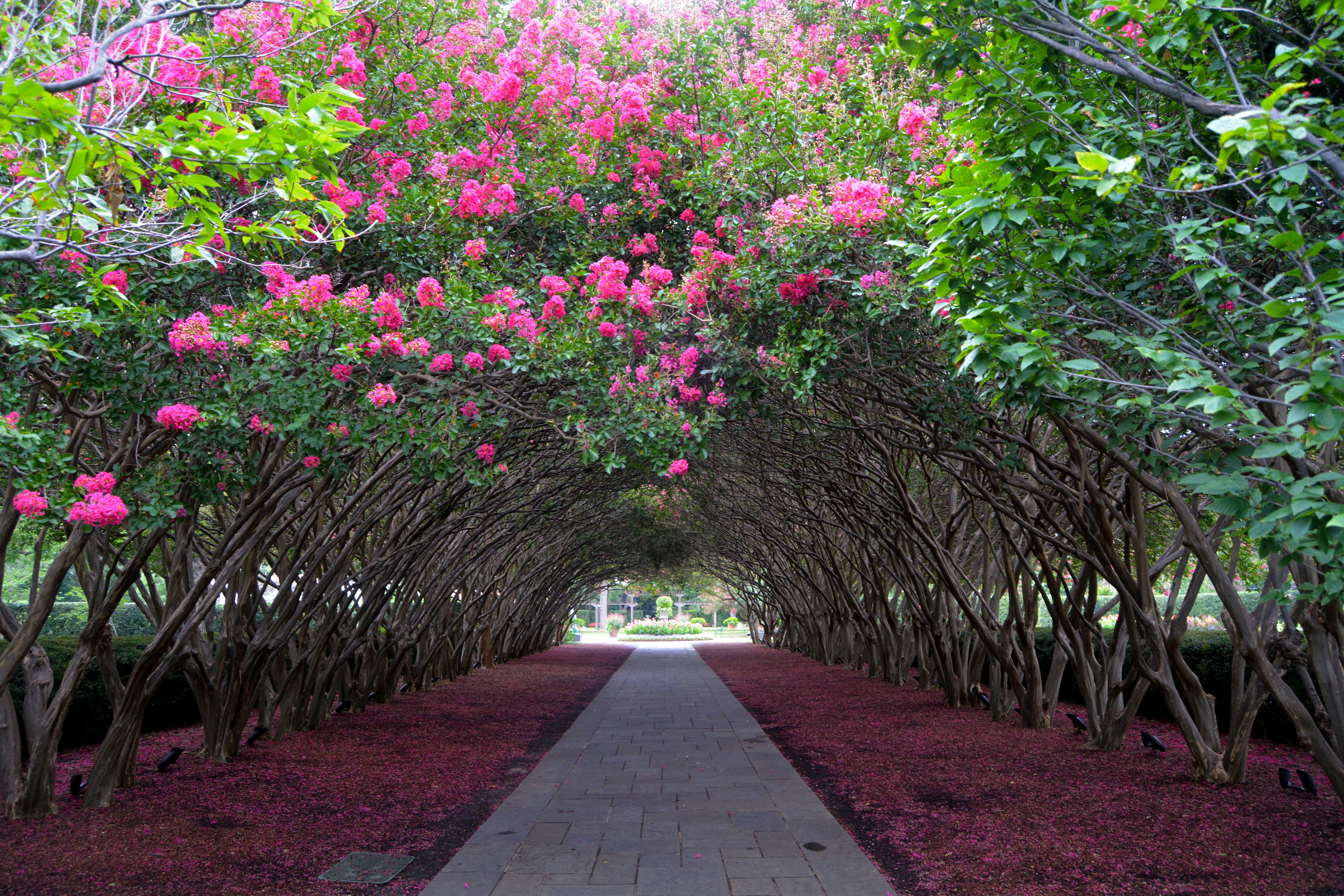 The Crape Myrtle Canopy