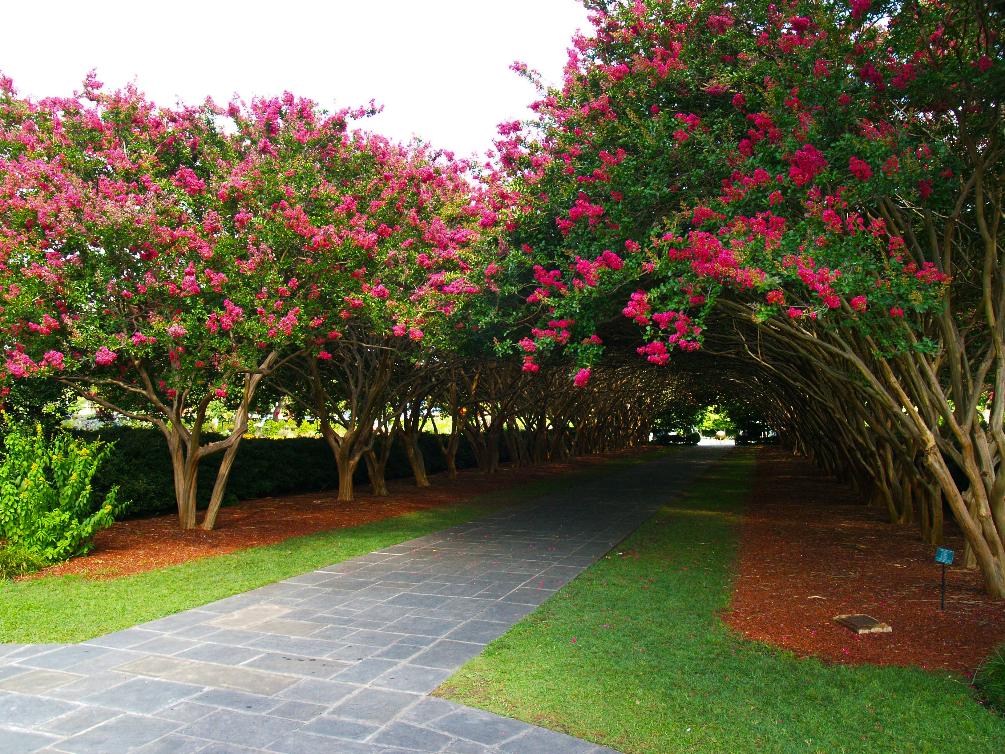 Crape Myrtle Allee | Dallas Arboretum and Botanical Garden