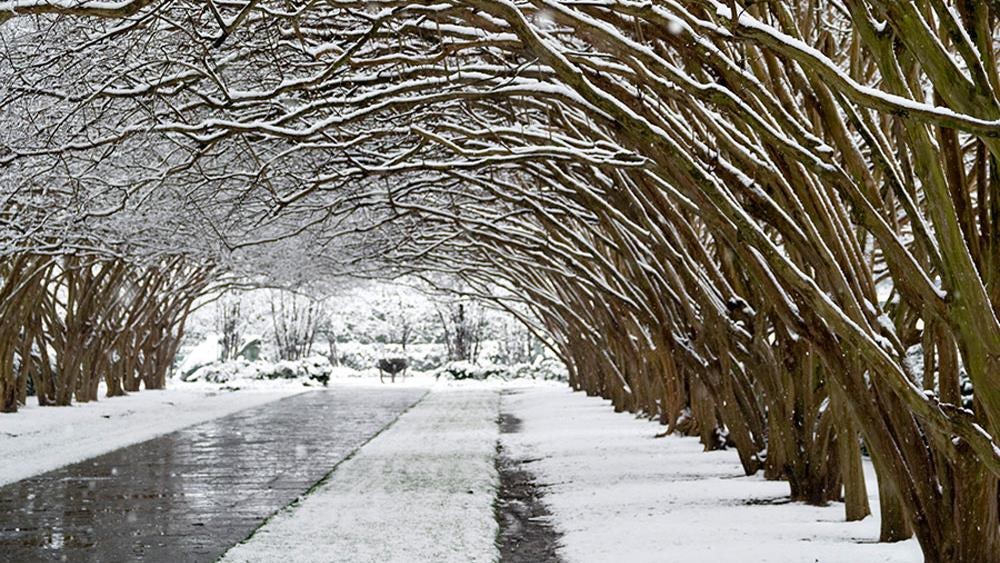 A Snowy View of the Crape Myrtle Allee on the Paseo