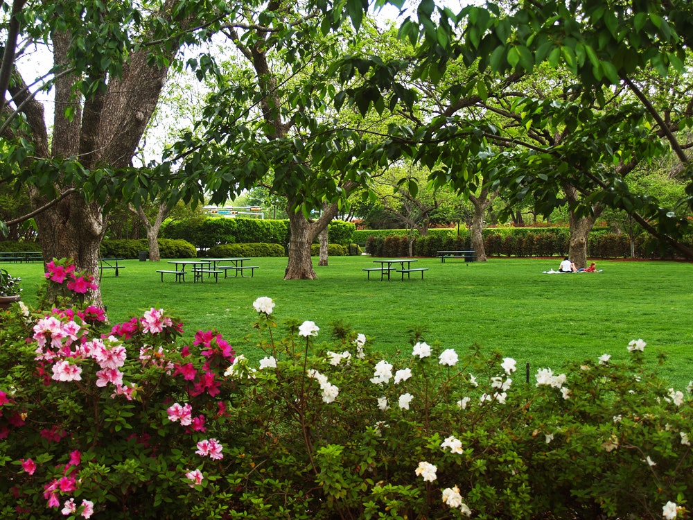 Vibrant Greens at the Pecan Grove
