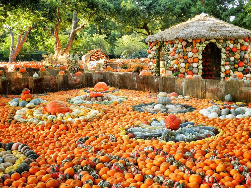Pumpkin Village at the Pecan Grove