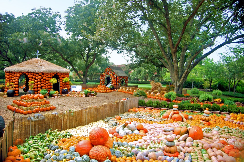 Autumn at the Arboretum in the Pecan Grove