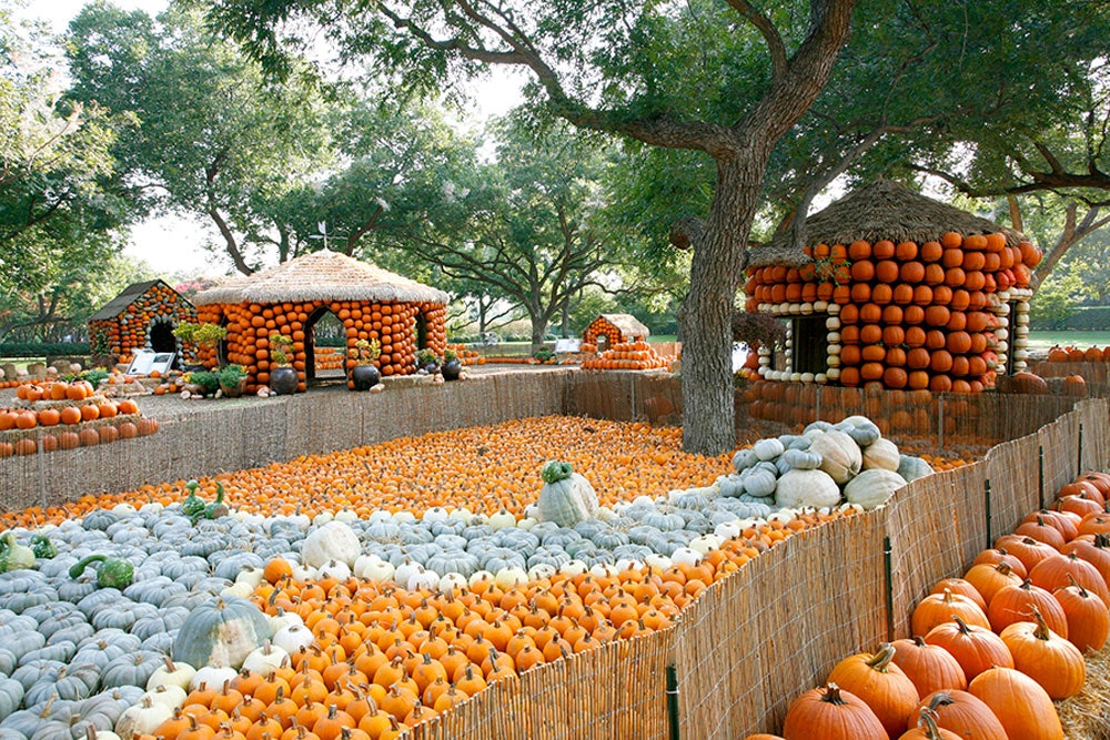 Autumn in the Pecan Grove