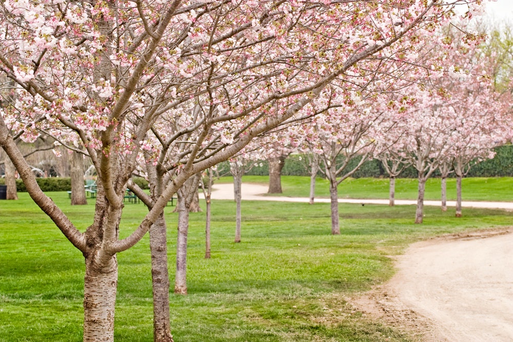 Japanese Cherry Blossoms in the Pecan Grove