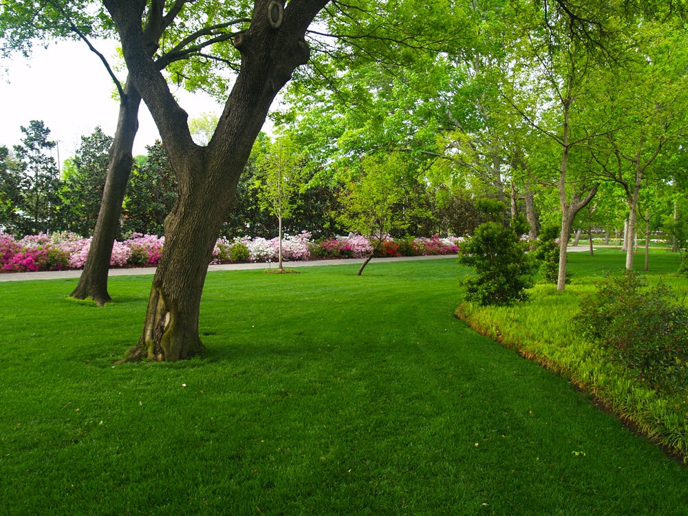 Inviting Green Grass at the Lindsley Shadow Garden