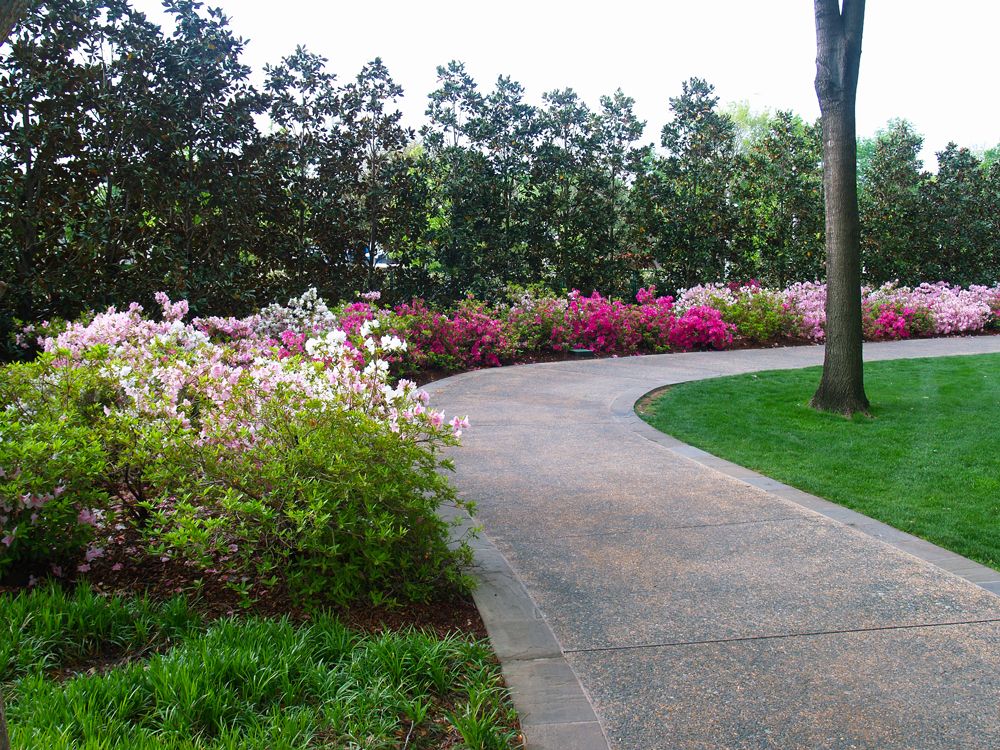 Azaleas in Bloom in the Lindsley Shadow Garden