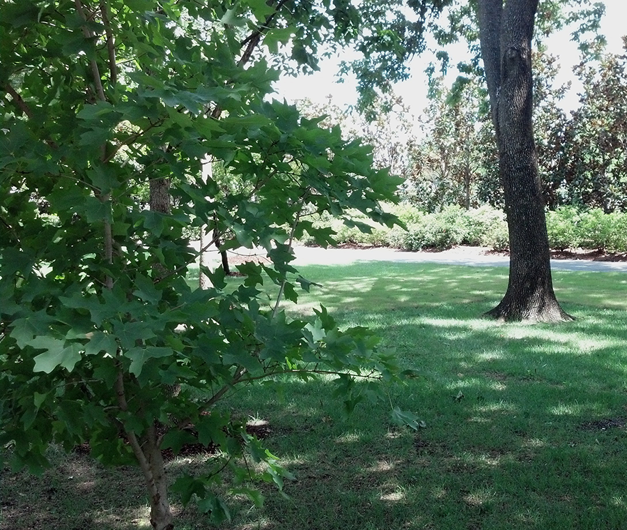 Perfect Spot for a Picnic in the Lindsley Shadow Garden