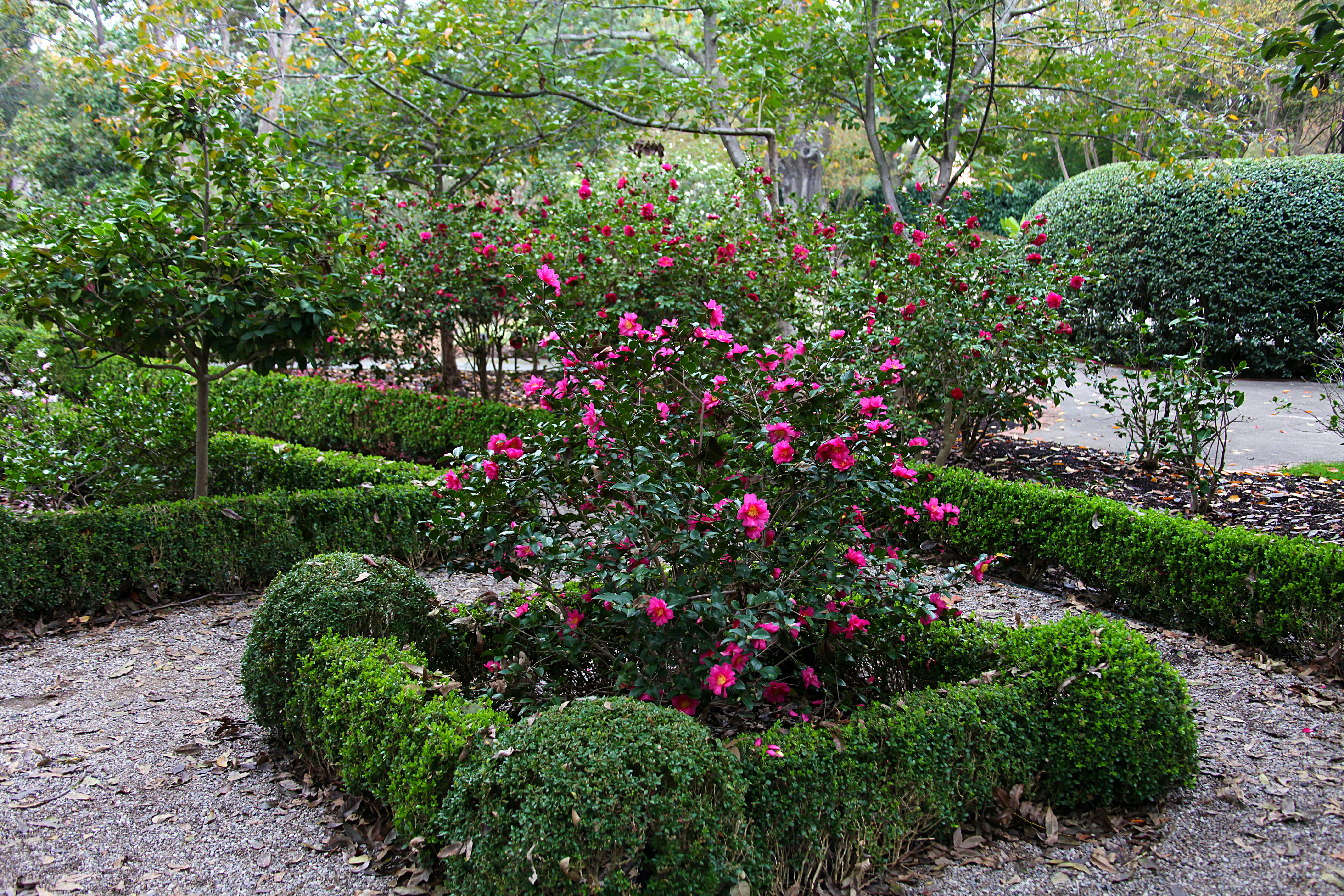 Beautiful Camellia Bush in the Camellia Garden