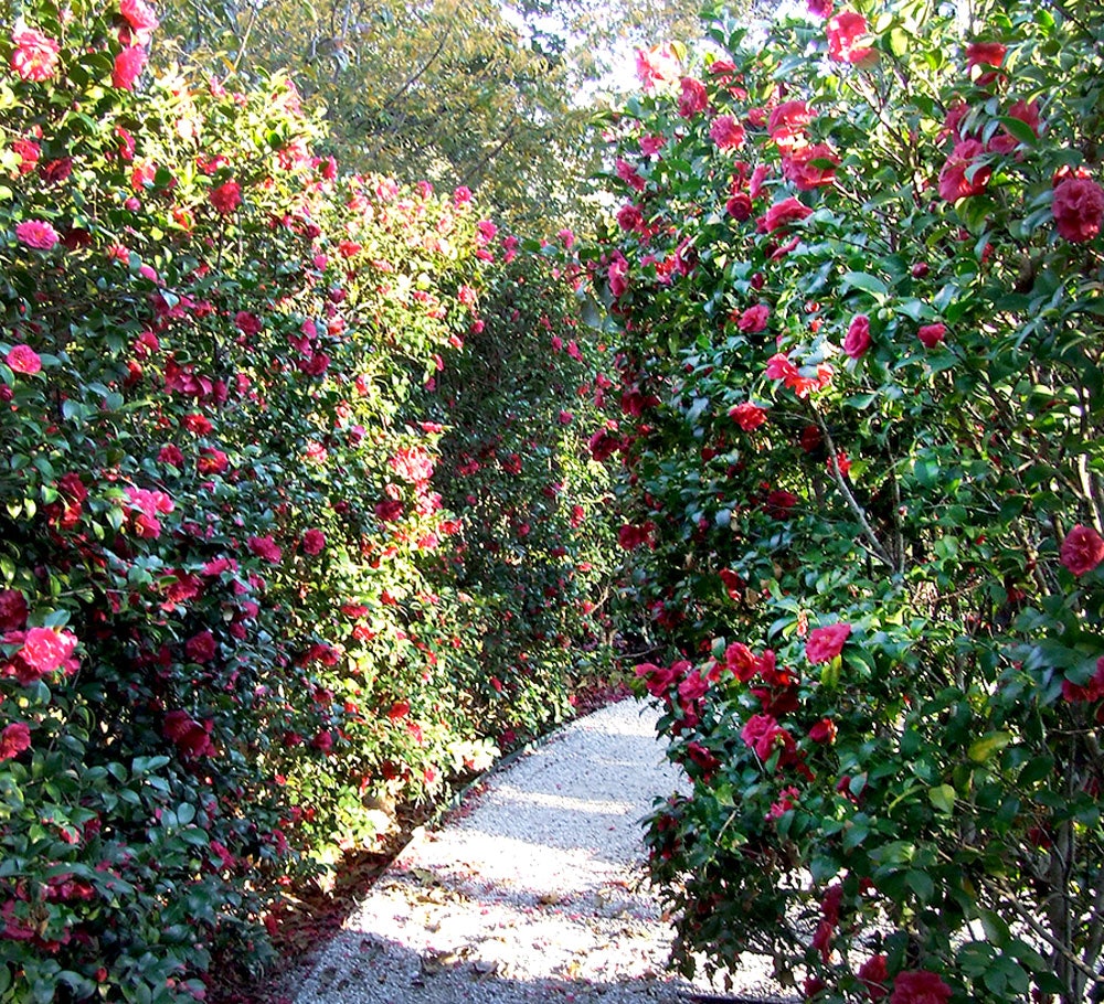 Alabama Beauty Camellias in the Martha Brooks Camellia Garden