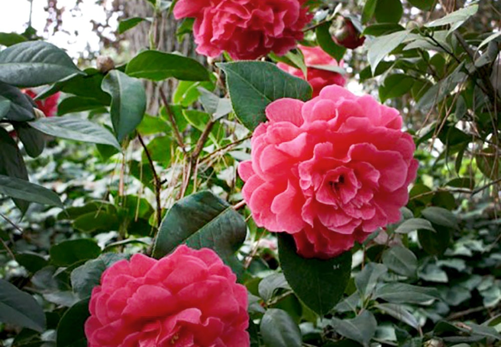 Camellias in the Martha Brooks Camellia Garden