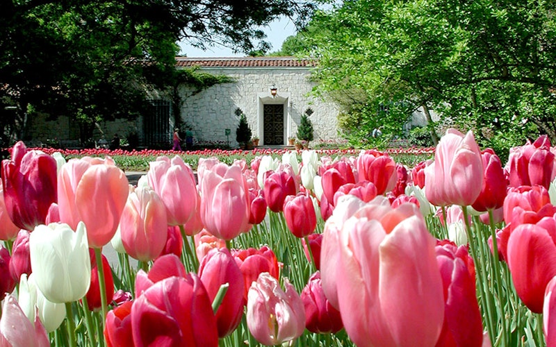 Tulips Blooming at the DeGolyer Estate Entry