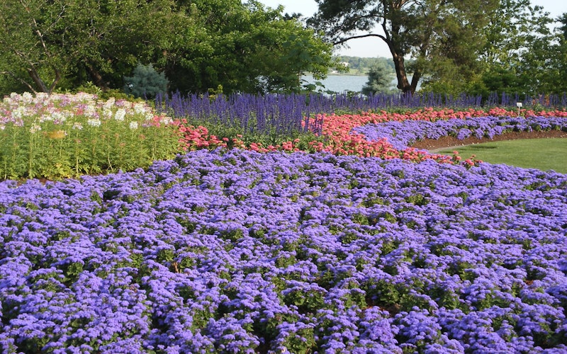 Beautiful flowers in the Jonsson Color Garden at the Arboretum