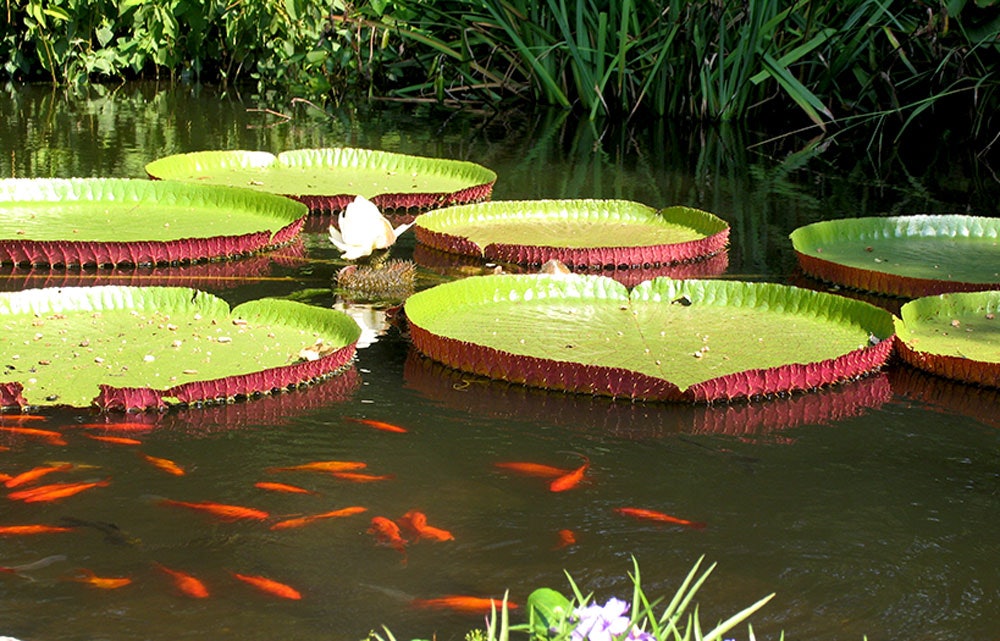 Goldfish Swimming around the Amazon Lily in the Lay Garden Pond