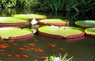 Goldfish Swimming around the Amazon Lily in the Lay Garden Pond
