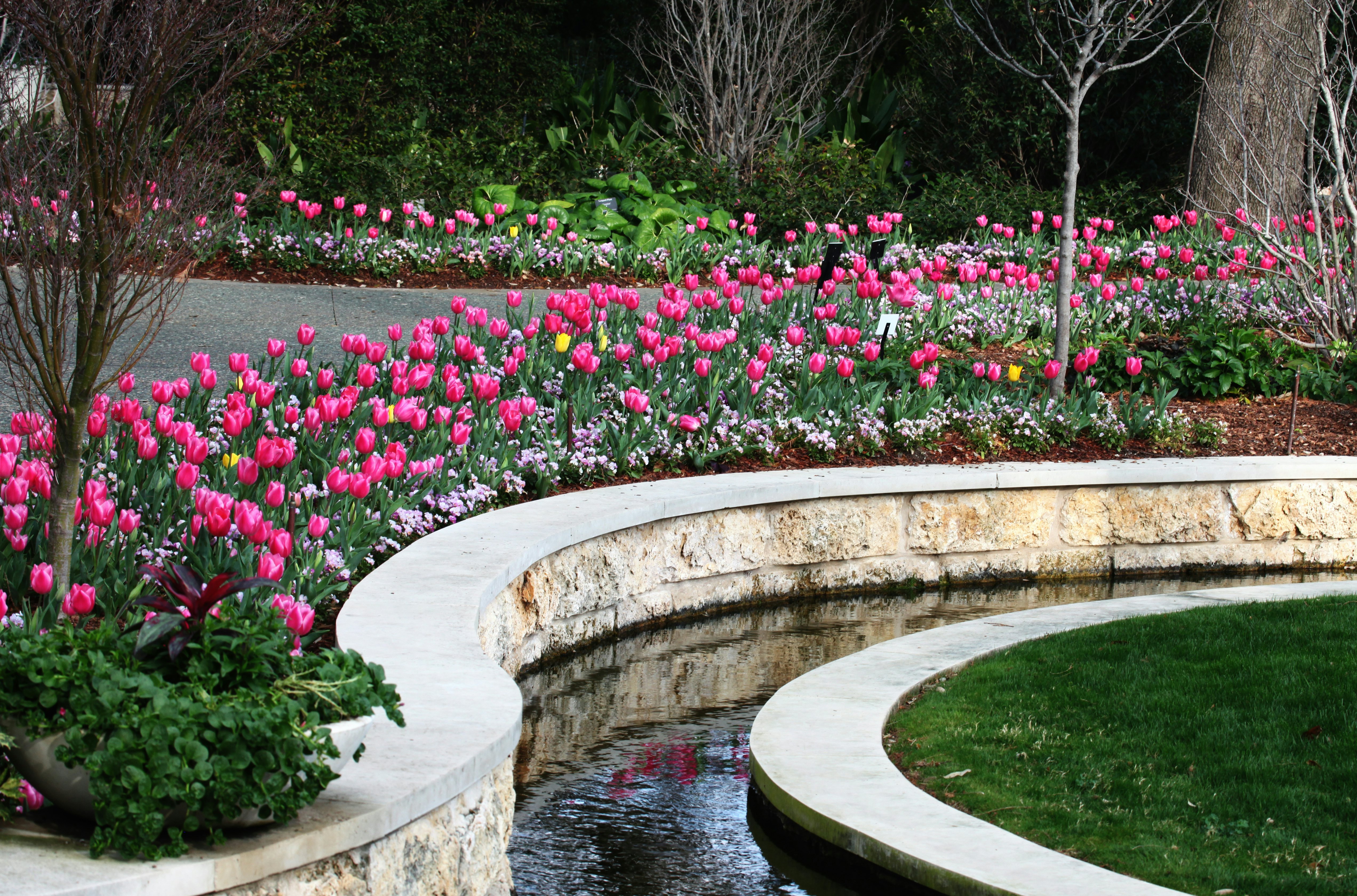 Tulips Blooming in the Lay Garden