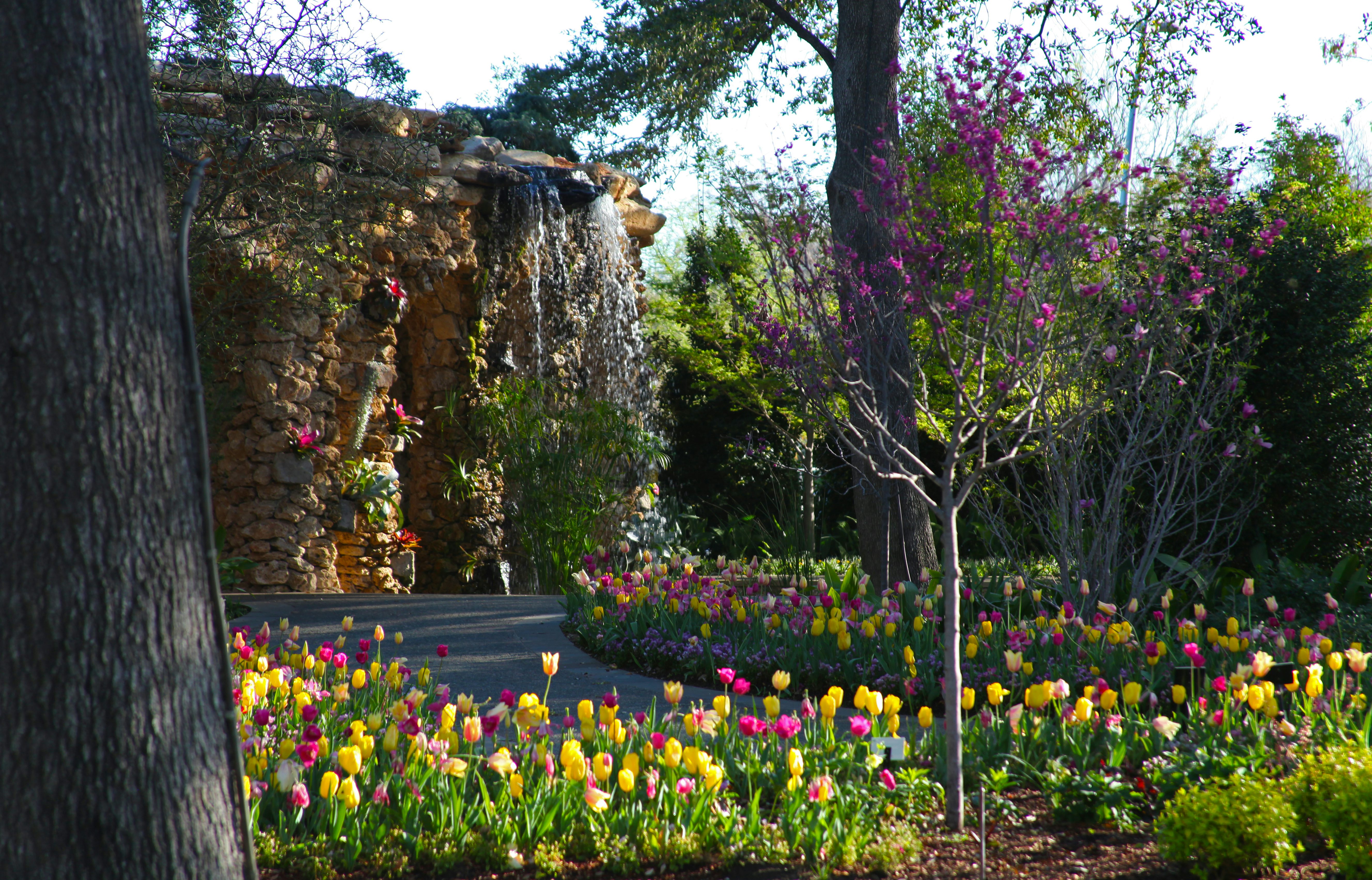 Colorful Tulips Blooming in the Lay Garden