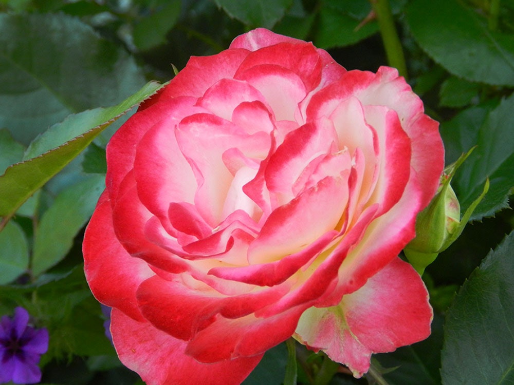 Beautiful Rose in the Rose Mary Haggar Rose Garden