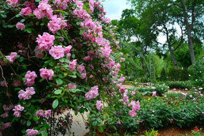 Rose Mary Haggar Rose Garden