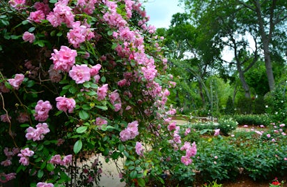 Rose Mary Haggar Rose Garden