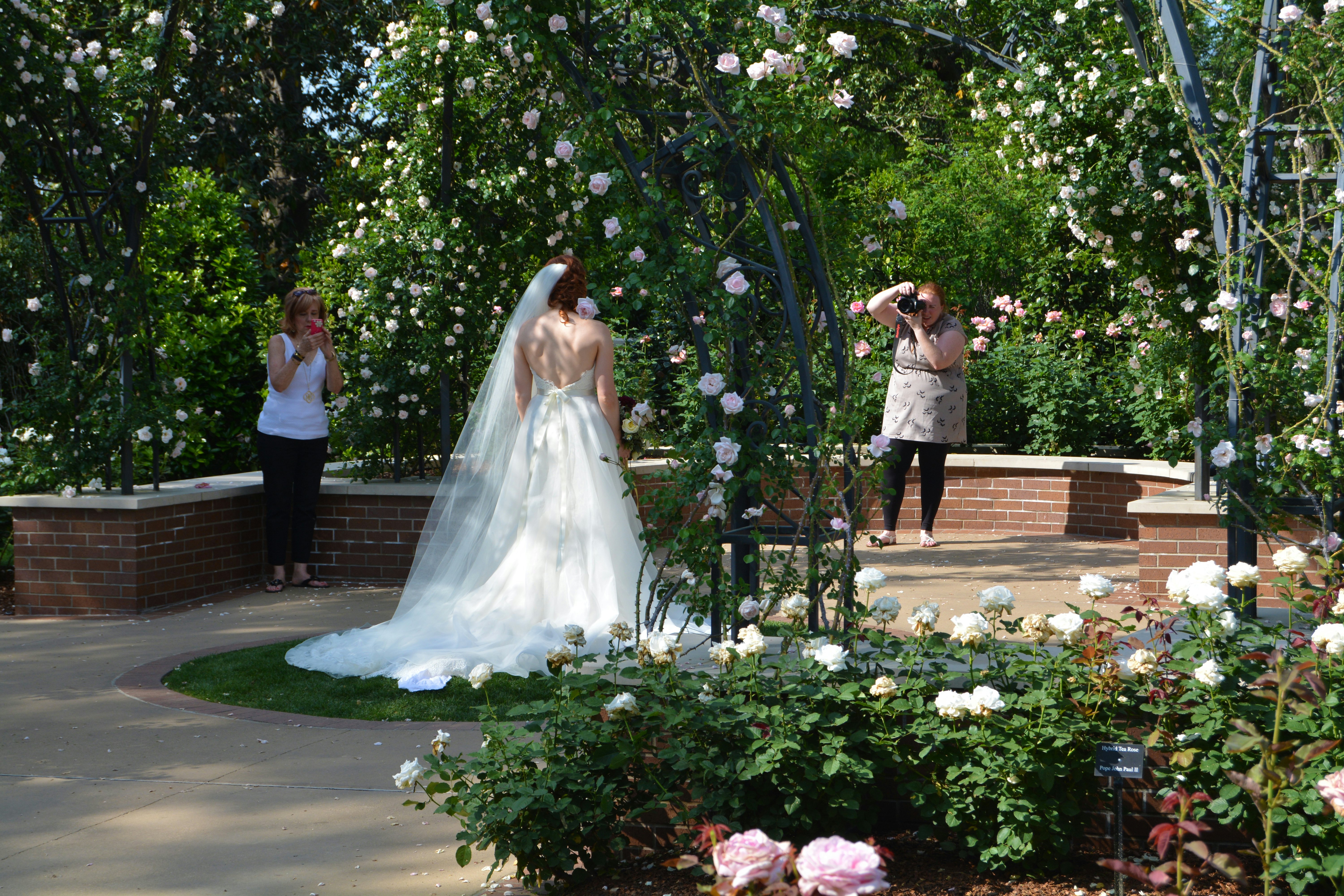 Wedding in the Rose Garden
