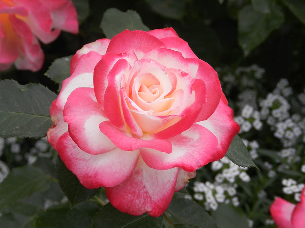 Roses and Alyssum in the Rose Mary Haggar Rose Garden