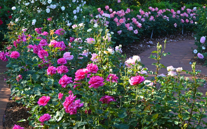The Rose Garden during Dallas Bloom