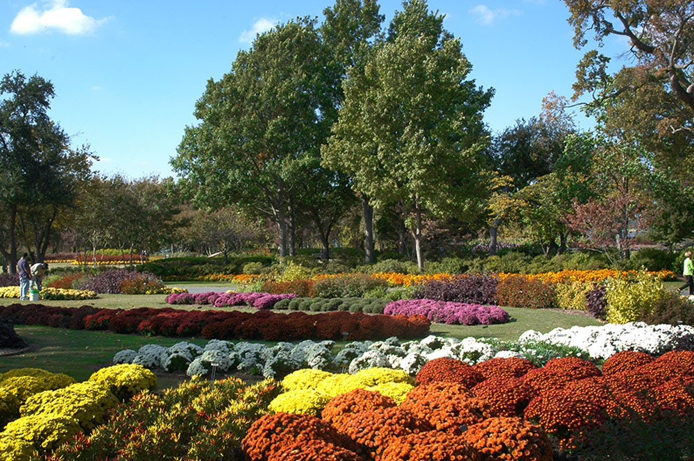 Chrysanthemums in the All American Selections Trial Garden