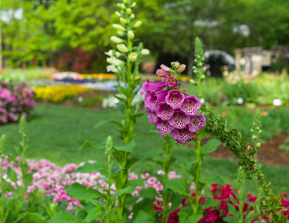 Foxglove Blooming in the All American Selections Trial Garden