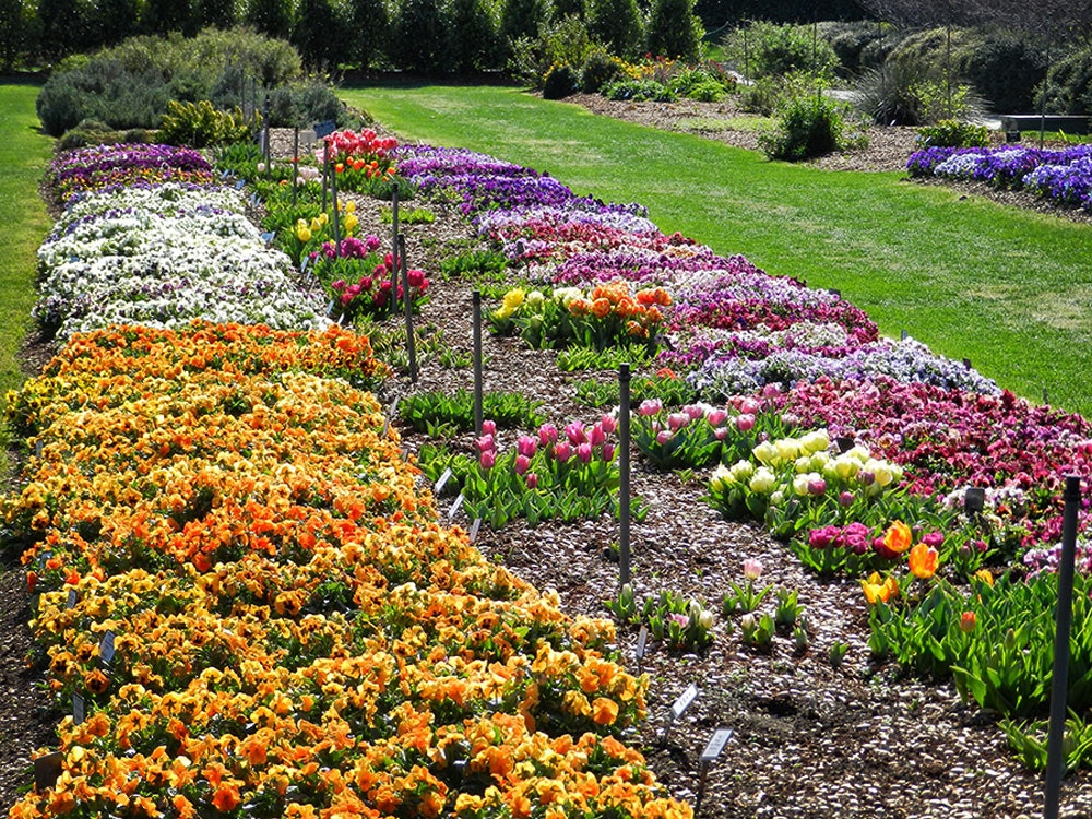Pansies and Tulips in the Trial Garden