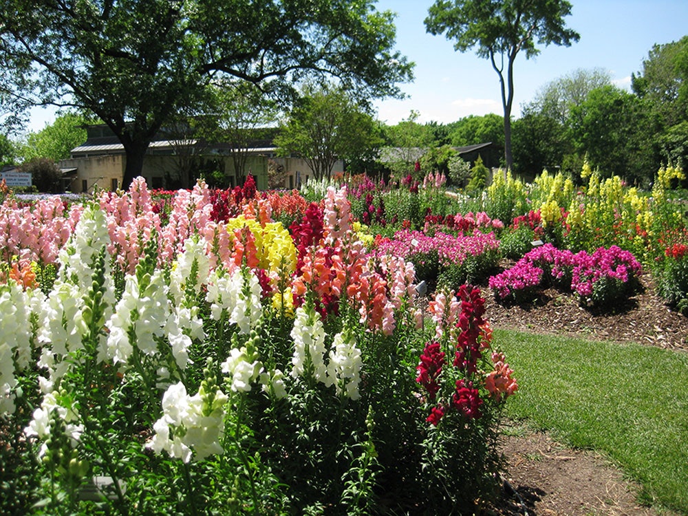 Snapdragons in the All American Selections Trial Garden