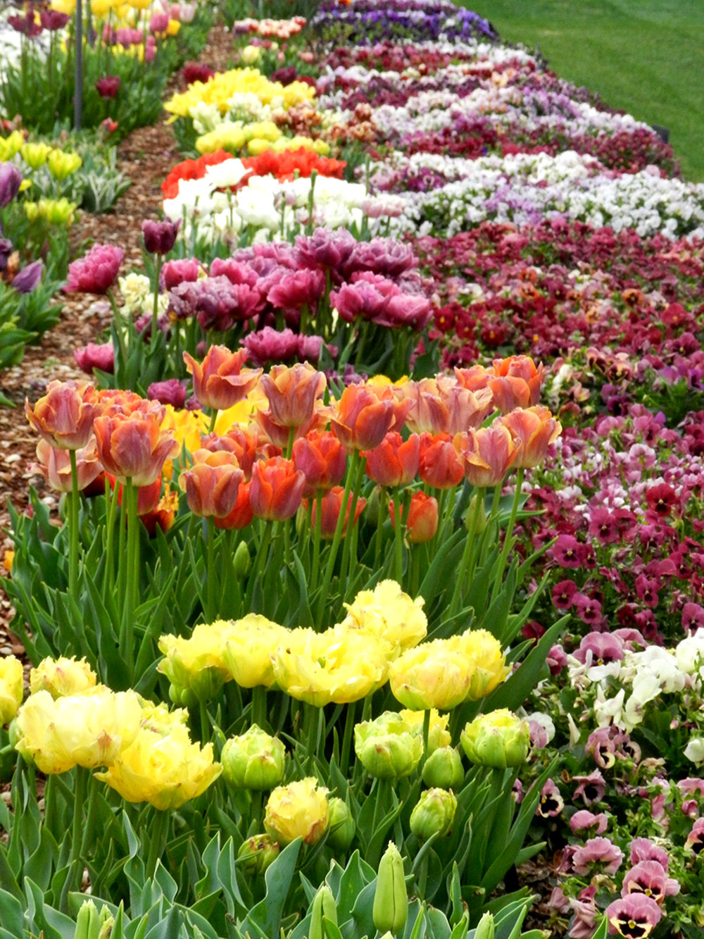The Trial Garden