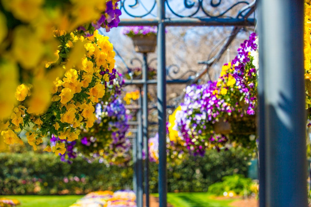 Hanging Baskets at the Trials Garden