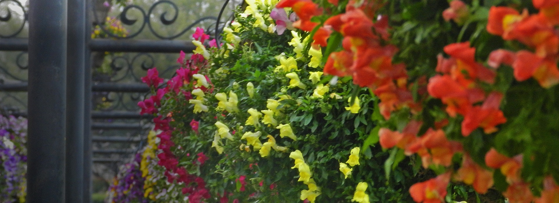 Trailing snapdragons flowers
