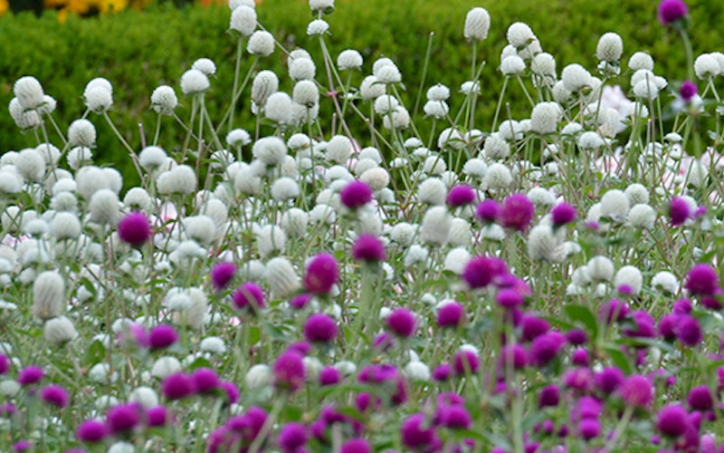 Beautiful pink and white flowers in a field