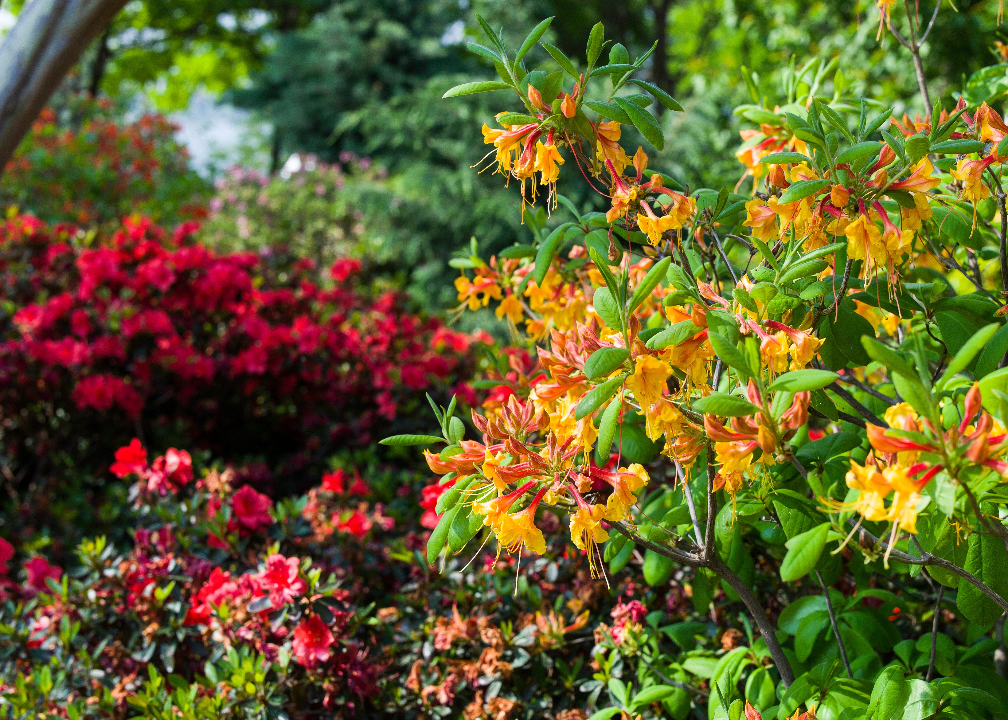 Gardening Resources And Tips Dallas Arboretum And Botanical Garden