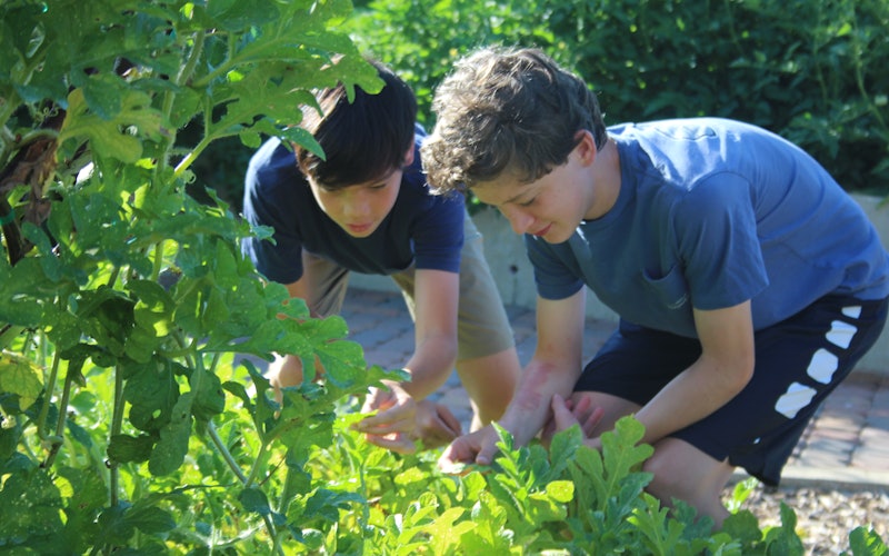 Boys crouching looking at a shrubery