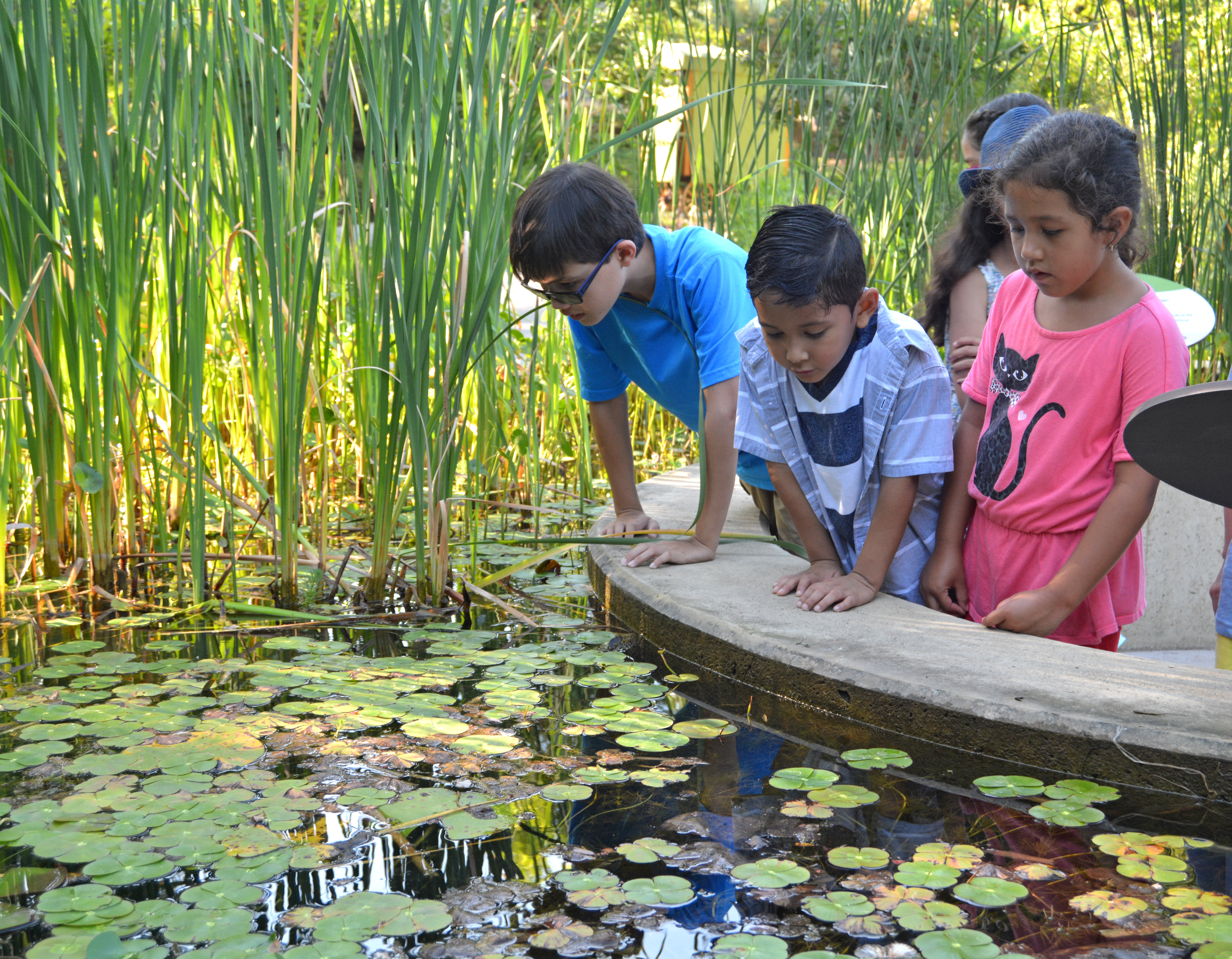 Children looking into a pond of lillies
