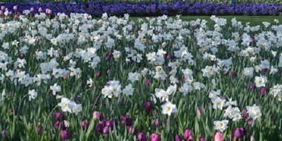 Dallas arboretum parking coupon