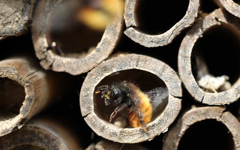 Insect Hotels and Bug Abodes summer camp