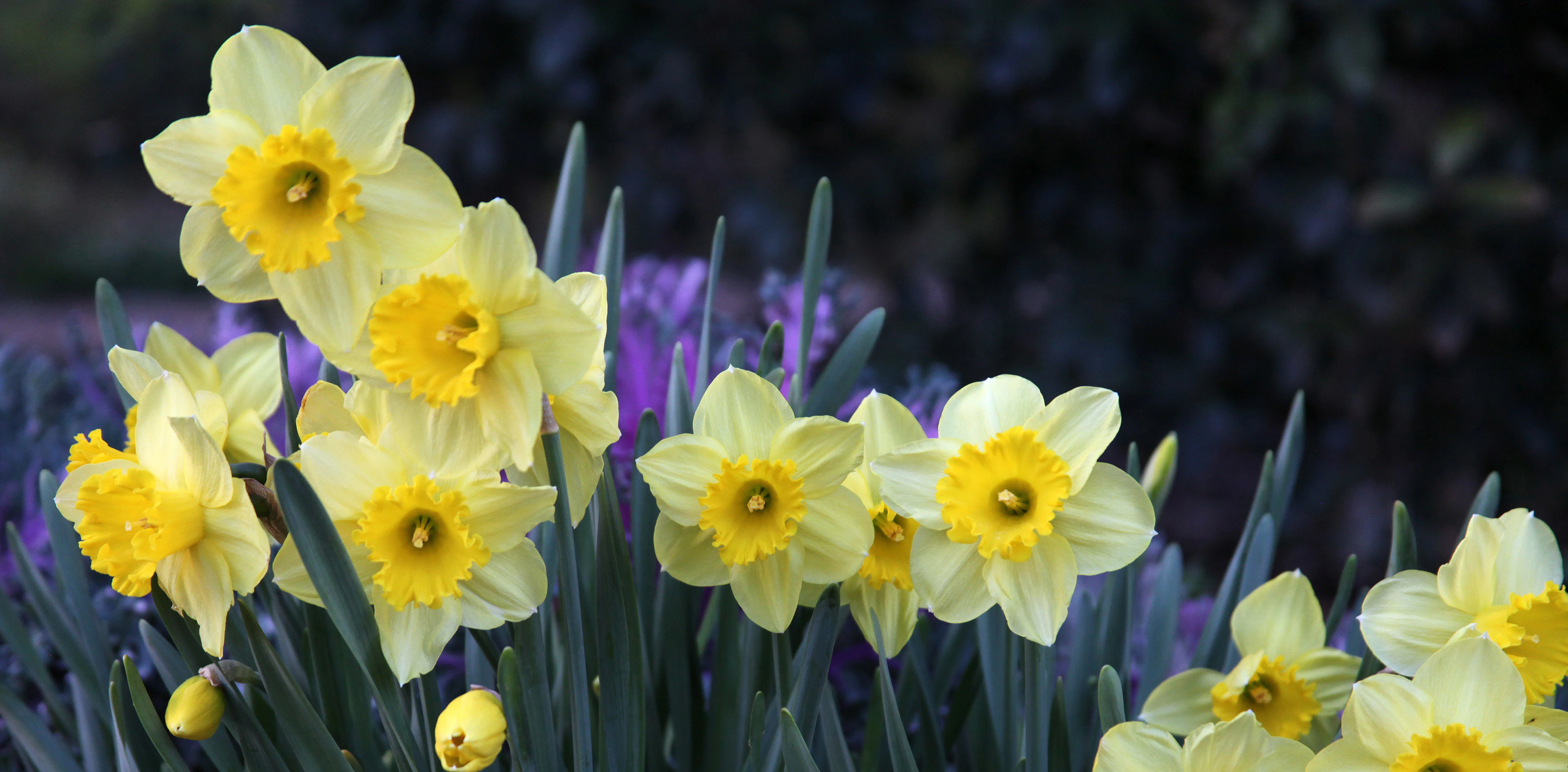 Daffodil Days
