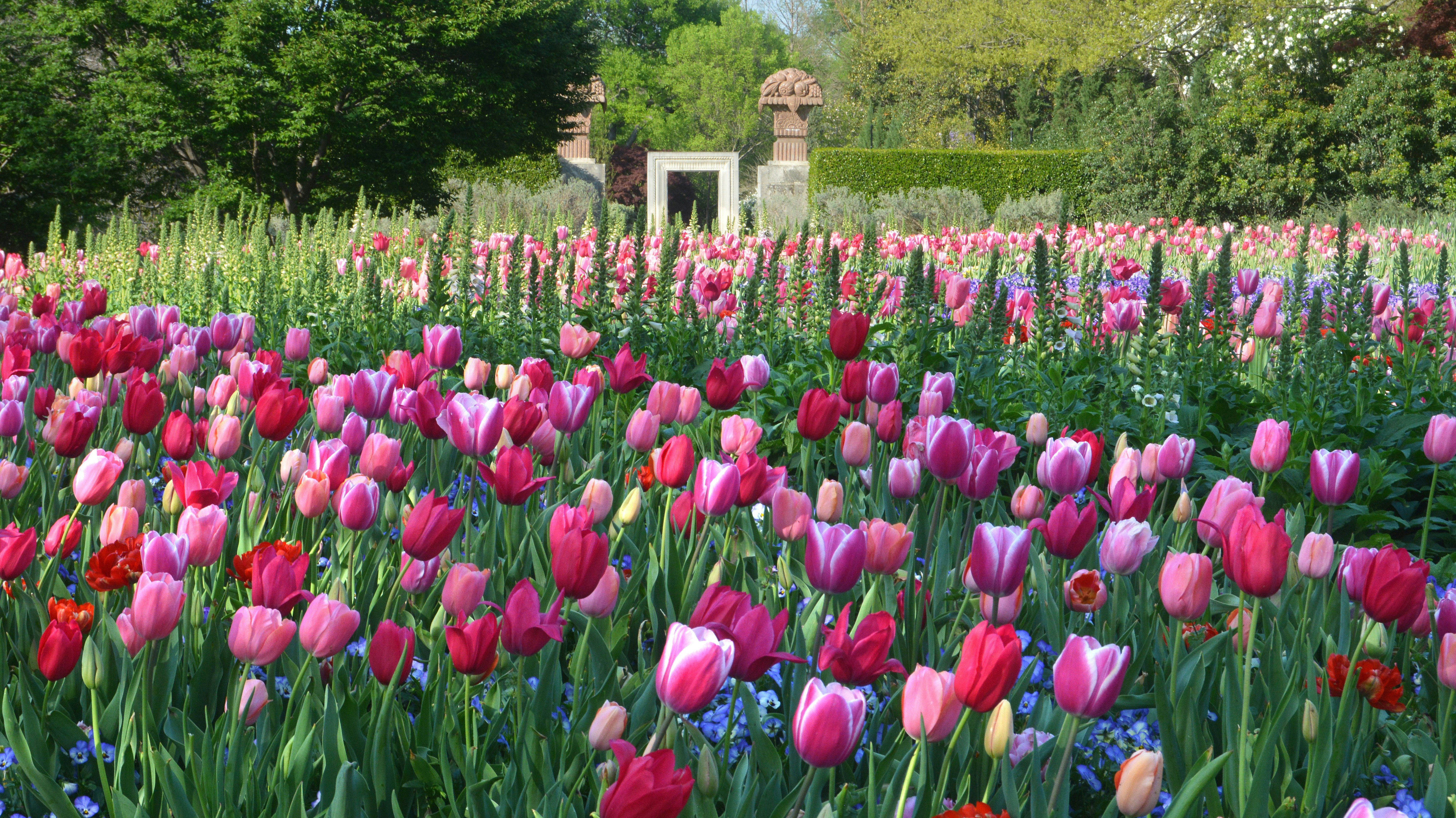 Dallas Blooms pink tulips