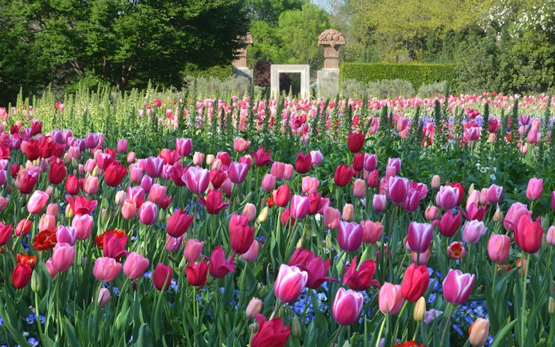Dallas Blooms pink tulips