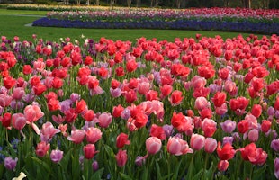 Jonsson Color Garden tulips